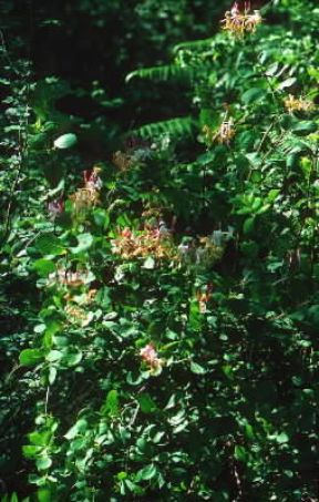 Caprifoglio (Lonicera caprifolium).De Agostini Picture Library/G. SioÃ«n