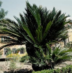 Cicadacee. Cicas revoluta.De Agostini Picture Library/2 P