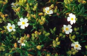 Cistus. Dalla pianta si ricava un balsamo resinoso che viene usato in profumeria..De Agostini Picture Library/G. SioÃ«n