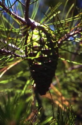 Conifere. Giovane strobilo di pino comune.De Agostini Picture Library / C. Rives