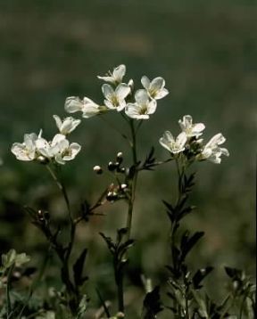 Crescione. Nasturtium officinale.De Agostini Picture Library