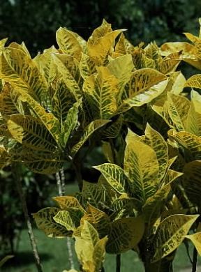 Croton (Codiaeum hybridum).De Agostini Picture Library / 2P