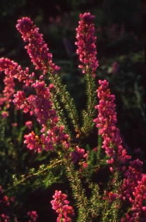 Erica. Infiorescenze di Erica herbacea.De Agostini Picture Library/G. SioÃ«n