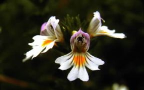 Eufrasia. Infiorescenza di Euphrasia alpina.De Agostini Picture Library/G. e L. Roli