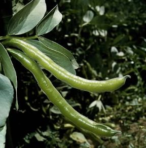 Fava. Baccelli di Vicia faba.De Agostini Picture Library/2P
