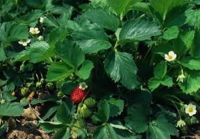 Fragola (Fragaria).De Agostini Picture Library/G. SioÃ«n
