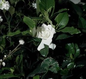 Gardenia. Fiore di Gardenia jasminiodes.De Agostini Picture Library