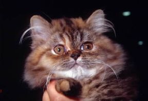 Gatto persiano tigrato. De Agostini Picture Library