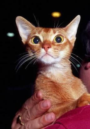 Gatto abissino. De Agostini Picture Library
