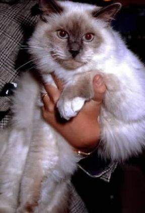 Gatto birmano.De Agostini Picture Library