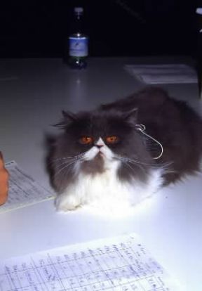 Gatto persiano bicolore. De Agostini Picture Library