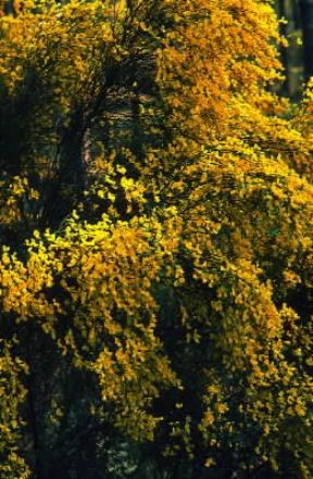 Ginestra comune ( Spartium junceum).De Agostini Picture Library/G. SioÃ«n
