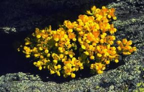 Ginestrina. Esemplare di Lotus corniculatus.De Agostini Picture Library/G. SioÃ«n