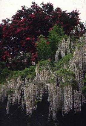 Glicine. De Agostini Picture Library / B. Henry