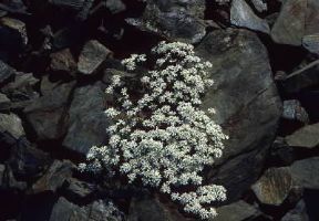 Iberis. De Agostini Picture Library / G. SioÃ«n