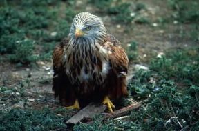 Nibbio reale (Milvus milvus).De Agostini Picture Library / C. Galasso