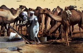 Sahara. Cammelli all'abbeveraggio.De Agostini Picture Library / M. G. Marchelli