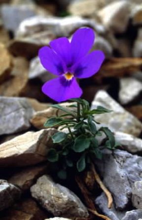 Viola (Viola dubyana).De Agostini Picture Library/E. Martini
