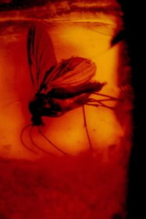 Ambra. Insetto incluso nella resina fossilizzata.De Agostini Picture Library/C. Bevilacqua