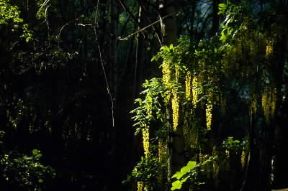 Laburnum . Infiorescenze di Laburnum anagyroides.De Agostini Picture Library/M. Pedone
