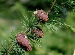Larice. Coni di Larix decidua.De Agostini Picture Library/2P