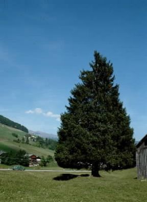Larice (Larix decidua).De Agostini Picture Library/M. Pedone