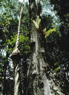 Liana. Esemplari di Liana gomena.De Agostini Picture Library/2P