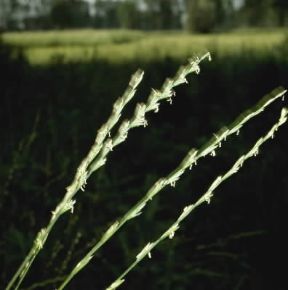 Loglio. Loietto (Lolium italicum).De Agostini Picture Library/2P