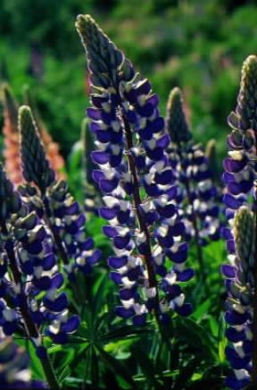 Lupino. Infiorescenze di Lupinus polyphyllus.De Agostini Picture Library/G. SioÃ«n