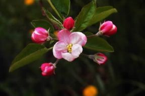 Melo. Fiore del Pyrus malus.De Agostini Picture Library/G. Cappelli
