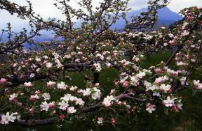 Melo. Fiori del Pyrus malus; la pianta Ã¨ propria dei climi temperato-freddi e in Italia viene coltivata soprattutto nelle regioni settentrionali.De Agostini Picture Library/G. Cappelli