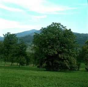 Noce (Juglans regia ).De Agostini Picture Library