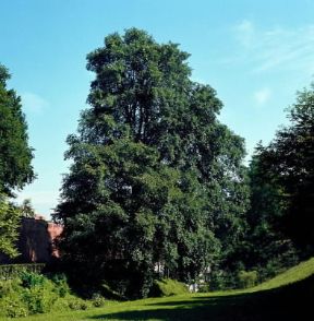 Olmo . Esemplare di Ulmus procera.FOTO 2P