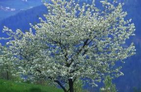 Pero (Pyrus communis) in fiore.De Agostini Picture Library/G. Cappelli