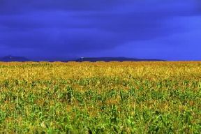 Repubblica Sudafricana. Coltivazione della canna da zucchero, al primo posto dell'agricoltura industriale di piantagione.De Agostini Picture Library/L. Romano