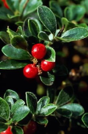 Uva di monte (Vaccinium vitis-idaea).De Agostini Picture Library/E. Bertaggia