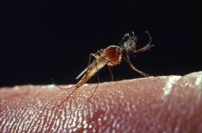 Zanzara comune (Culex pipiens).De Agostini Picture Library/J. Six