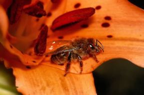 Ape. Ape operaia al lavoro.De Agostini Picture Library