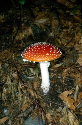 Amanita. Amanita muscaria.De Agostini Picture Library/M. Giovanoli