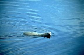 Orso. Esemplare di orso bianco (Ursus Thalassarctos).