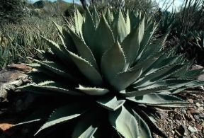 Agave. Esemplare dalle foglie acuminate.De Agostini Picture Library/Dani-Jeske