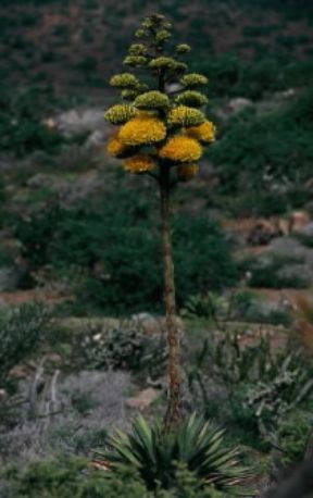 Agave. Fiori di Agave.De Agostini Picture Library/Dani-Jeske