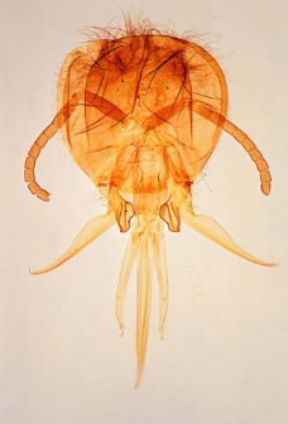 Ape. Apparato boccale di un ape.De Agostini Picture Library