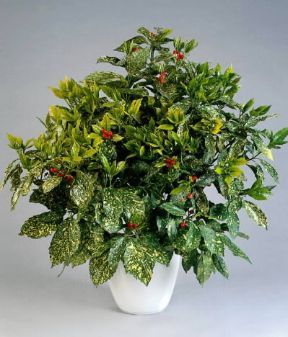 Aucuba. Esemplare di Aucuba Japonica Crotonifolia.De Agostini Picture Library/G. Cigolini