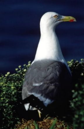 Becco. Esemplare di gabbiano reale (Larus argentatus) durante la cova.De Agostini Picture Library/G. Cappelli