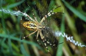 Ragno. Esemplare di Argiope bruennichi, animale solitario come la maggior parte delle tremila specie dei ragni.De Agostini Picture Library/F. Bertola