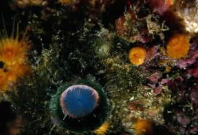 Anellidi. Serpula Vernicularis.De Agostini Picture Library/P. Donnini