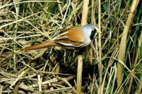 Basettino. De Agostini Picture Library / D. Cambi