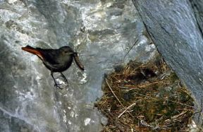 Codirosso. Esemplare di codirosso spazzacamino (Phoenicurus ochuros).De Agostini Picture Library/D. Cambi