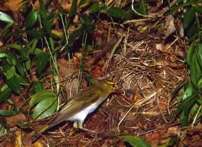 LuÃ¬ verde (Phylloscopus sibilatrix).De Agostini Picture Library/D. Cambi